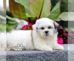 Small #2 Zuchon