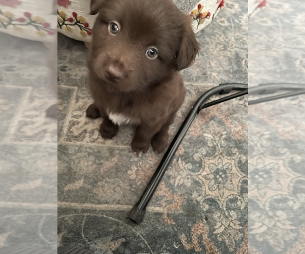 Medium Photo #3 Miniature Australian Shepherd Puppy For Sale in ASHUELOT, NH, USA