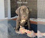 Puppy black male Cane Corso