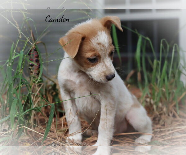 Medium Photo #2 Mutt Puppy For Sale in Southbury, CT, USA