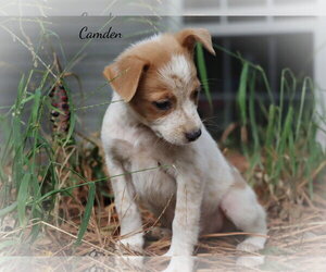 Camden Girl - Female Mutt Dog for Adoption - Photo #2