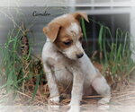 Small Photo #2 Mutt Puppy For Sale in Southbury, CT, USA
