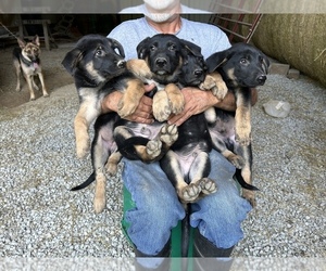 German Shepherd Dog Puppy for sale in RUSSELL SPRINGS, KY, USA