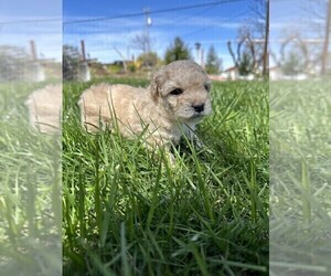 Poodle (Miniature)-YorkiePoo Mix Puppy for sale in CENTRAL POINT, OR, USA