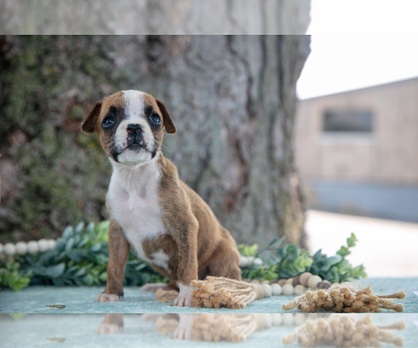 Medium Photo #15 Boxer Puppy For Sale in KIRKWOOD, PA, USA