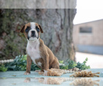 Small Photo #15 Boxer Puppy For Sale in KIRKWOOD, PA, USA