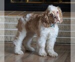 Small Photo #4 Cocker Spaniel Puppy For Sale in FREDERICKSBG, OH, USA
