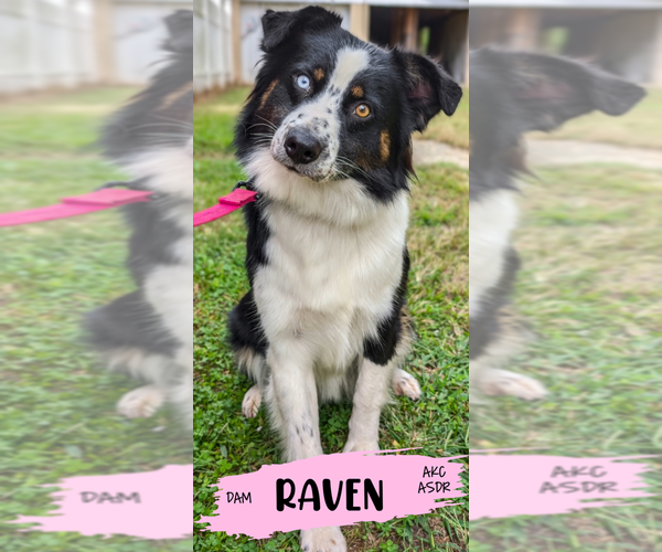 Medium Photo #1 Australian Shepherd Puppy For Sale in SOUTH HILL, VA, USA