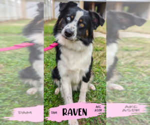 Mother of the Australian Shepherd puppies born on 05/07/2025