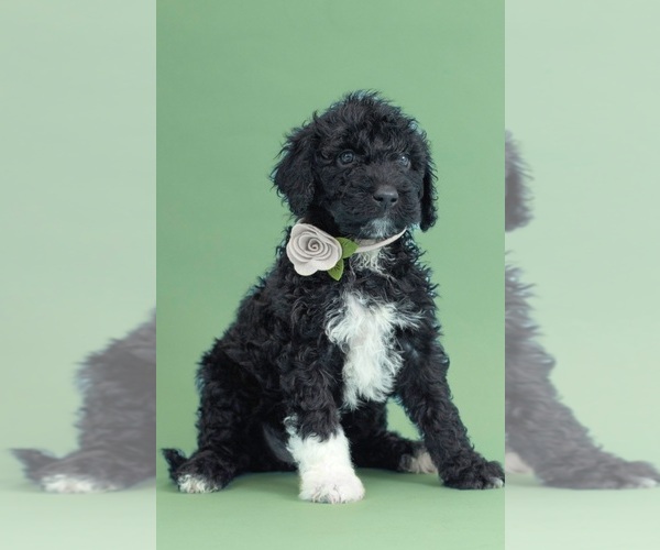 Medium Photo #4 Portuguese Water Dog Puppy For Sale in Guelph, Ontario, Canada