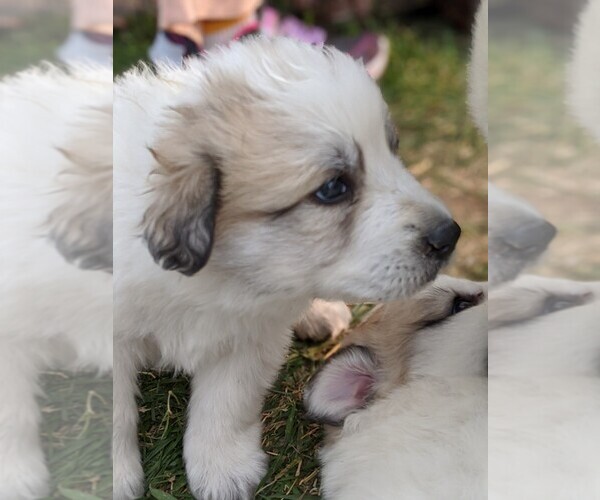 Medium Photo #106 Great Pyrenees Puppy For Sale in FALCON, CO, USA