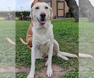 Labrador Retriever-Unknown Mix Dogs for adoption in Brewster, NY, USA