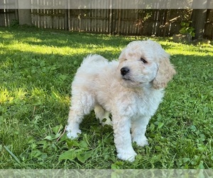Medium Goldendoodle (Miniature)