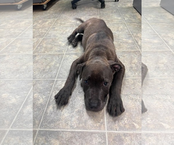 Medium Photo #3 Mutt Puppy For Sale in Rustburg, VA, USA