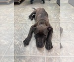 Small #2 Mutt