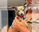 Small #4 Chihuahua