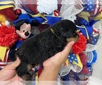 Small Photo #3 Rottweiler Puppy For Sale in FORT WORTH, TX, USA