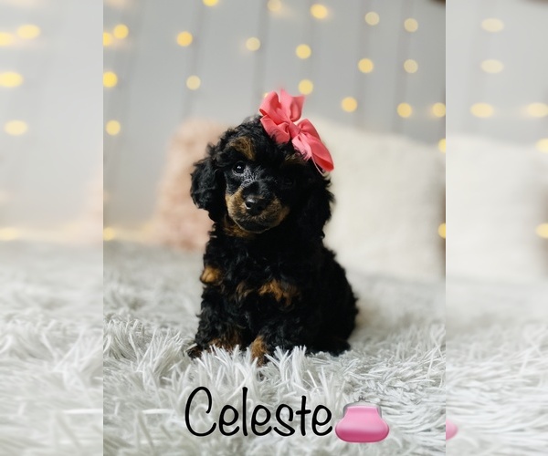 Medium Photo #3 Poodle (Toy) Puppy For Sale in COOKEVILLE, TN, USA