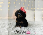 Small Photo #3 Poodle (Toy) Puppy For Sale in COOKEVILLE, TN, USA
