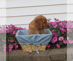 Small #2 English Cream Golden Retriever