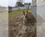 Small #3 Red Heeler Mix