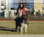 Small #2 Caucasian Shepherd Dog