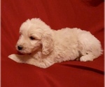 Small Photo #63 Goldendoodle Puppy For Sale in N HIGHLANDS, CA, USA