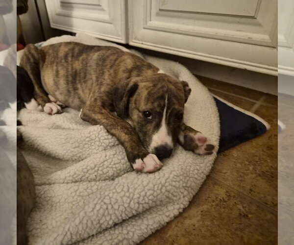 Medium Photo #2 Labrador Retriever-Unknown Mix Puppy For Sale in Holly Springs, NC, USA