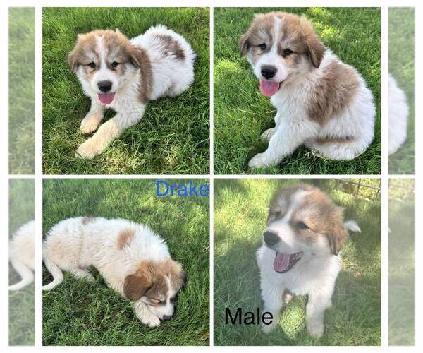 Medium Photo #1 Great Pyrenees Puppy For Sale in DEMING, NM, USA
