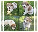 Small Great Pyrenees