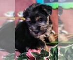 Small #2 Yorkshire Terrier