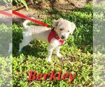 Small Photo #3 Havanese Puppy For Sale in Plantation, FL, USA