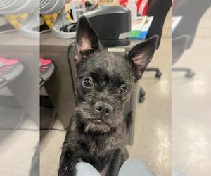 Brussels Griffon Dogs for adoption in Santa Rosa, CA, USA