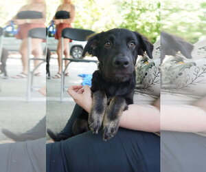 Border Collie Dogs for adoption in Holly Springs, NC, USA