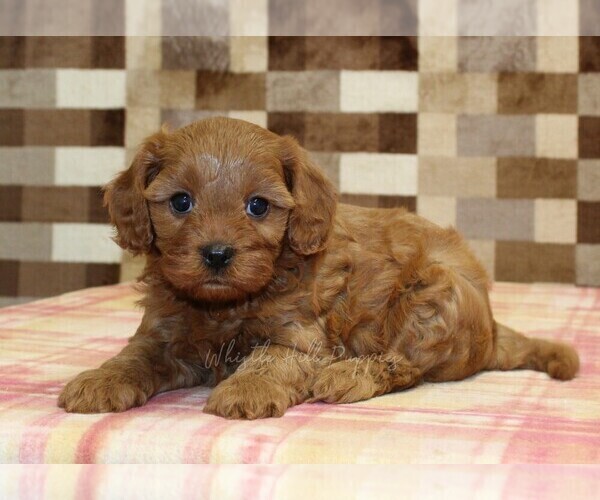 Medium Photo #3 Cavapoo (Miniature) Puppy For Sale in DENVER, PA, USA