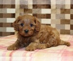 Small #2 Cavapoo (Miniature)