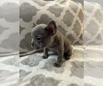 Small #21 French Bulldog