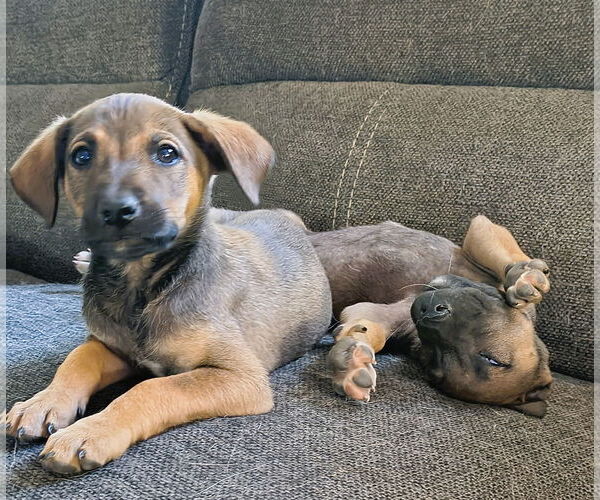 Medium Photo #2 Mutt Puppy For Sale in Fallbrook, CA, USA