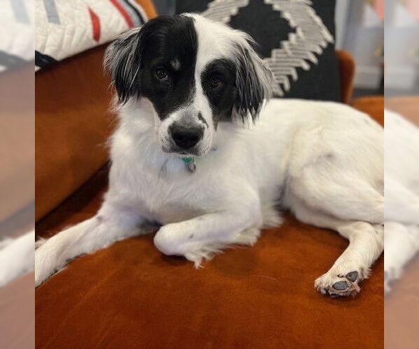 Medium Photo #2 Border Collie-Unknown Mix Puppy For Sale in Fargo, ND, USA