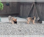 Small Photo #5 Malinois Puppy For Sale in ORCHARDS, WA, USA