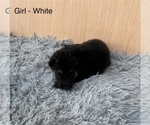 Small #8 German Shepherd Dog