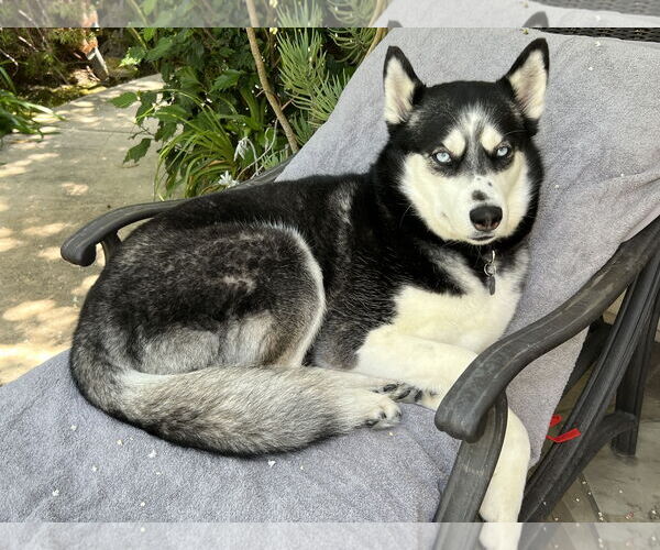 Medium Photo #3 Alusky Puppy For Sale in Menifee, CA, USA
