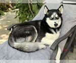 Small #2 Alusky