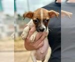 Small #2 Jack Russell Terrier Mix