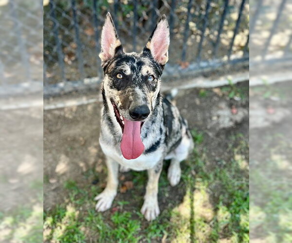 Medium Photo #2 Mutt Puppy For Sale in Riverside, CA, USA