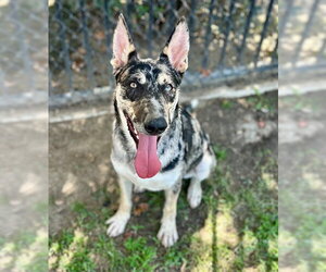 FELLA - Male Mutt Dog for Adoption - Photo #2