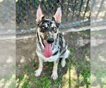 Small Photo #2 Mutt Puppy For Sale in Riverside, CA, USA