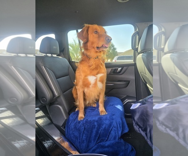 Medium Photo #10 Golden Retriever Puppy For Sale in CALABASH, NC, USA