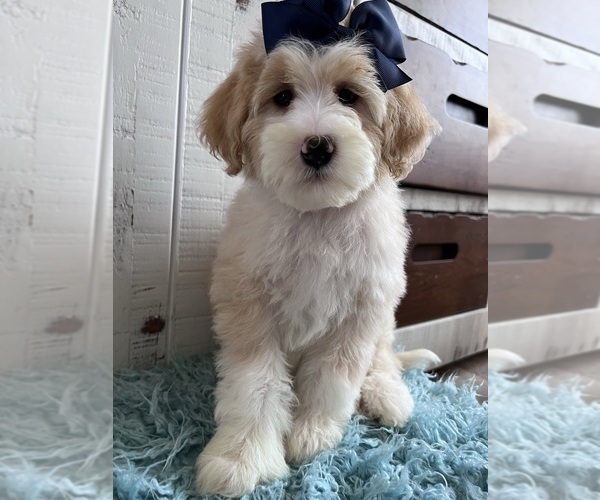 Medium Photo #4 Bernedoodle (Miniature) Puppy For Sale in LEWISVILLE, NC, USA