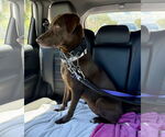 Small #9 Labrador Retriever